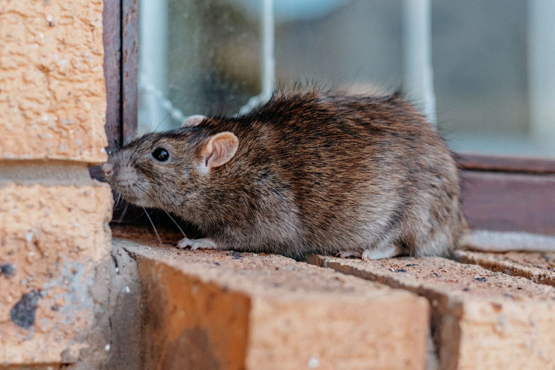 Structural damage caused by rat gnawing and nesting