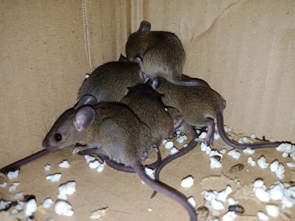 Rodent control in established suburban attic