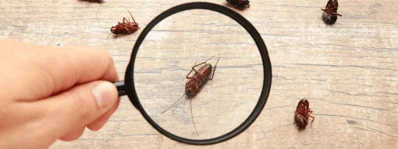 Restaurant staff training on pest identification and prevention