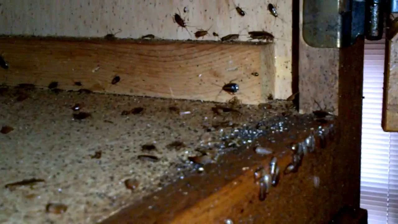 American cockroach near drain