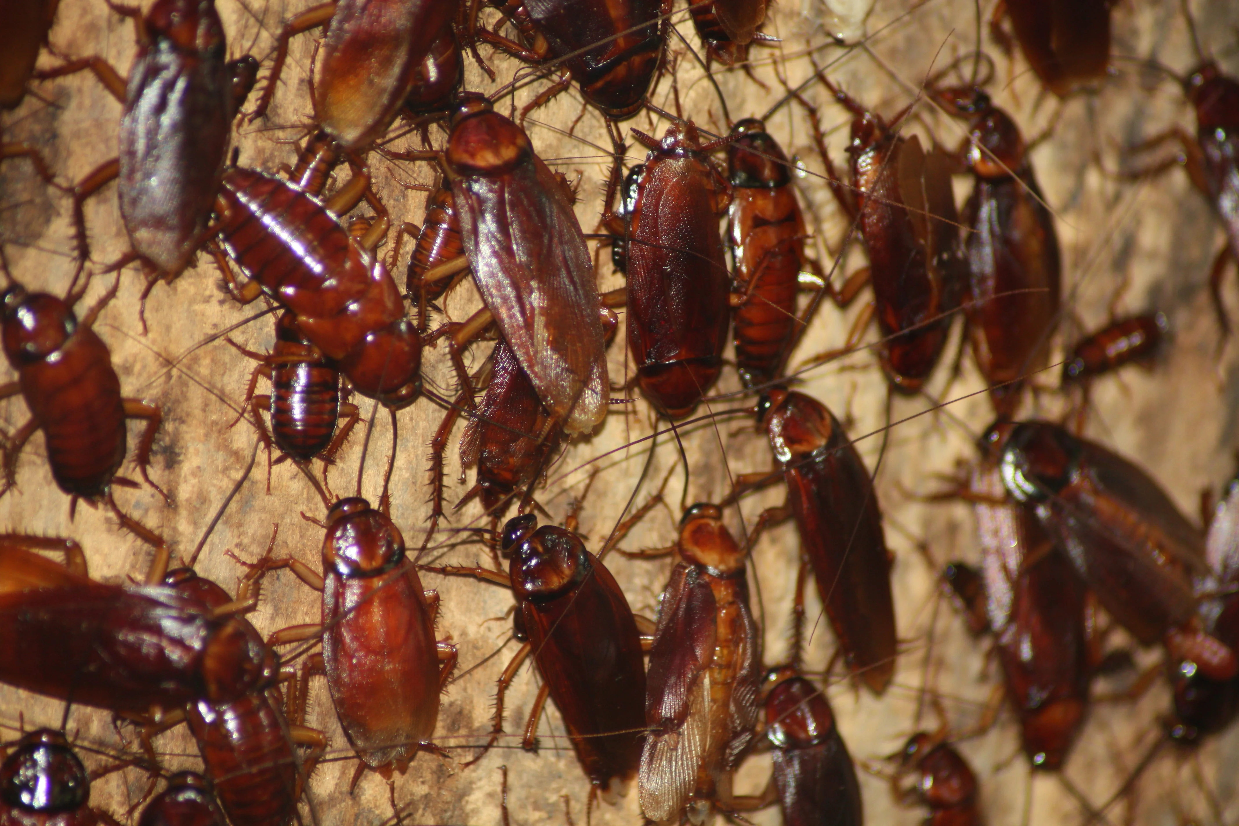 Cockroach contamination on food preparation surface
