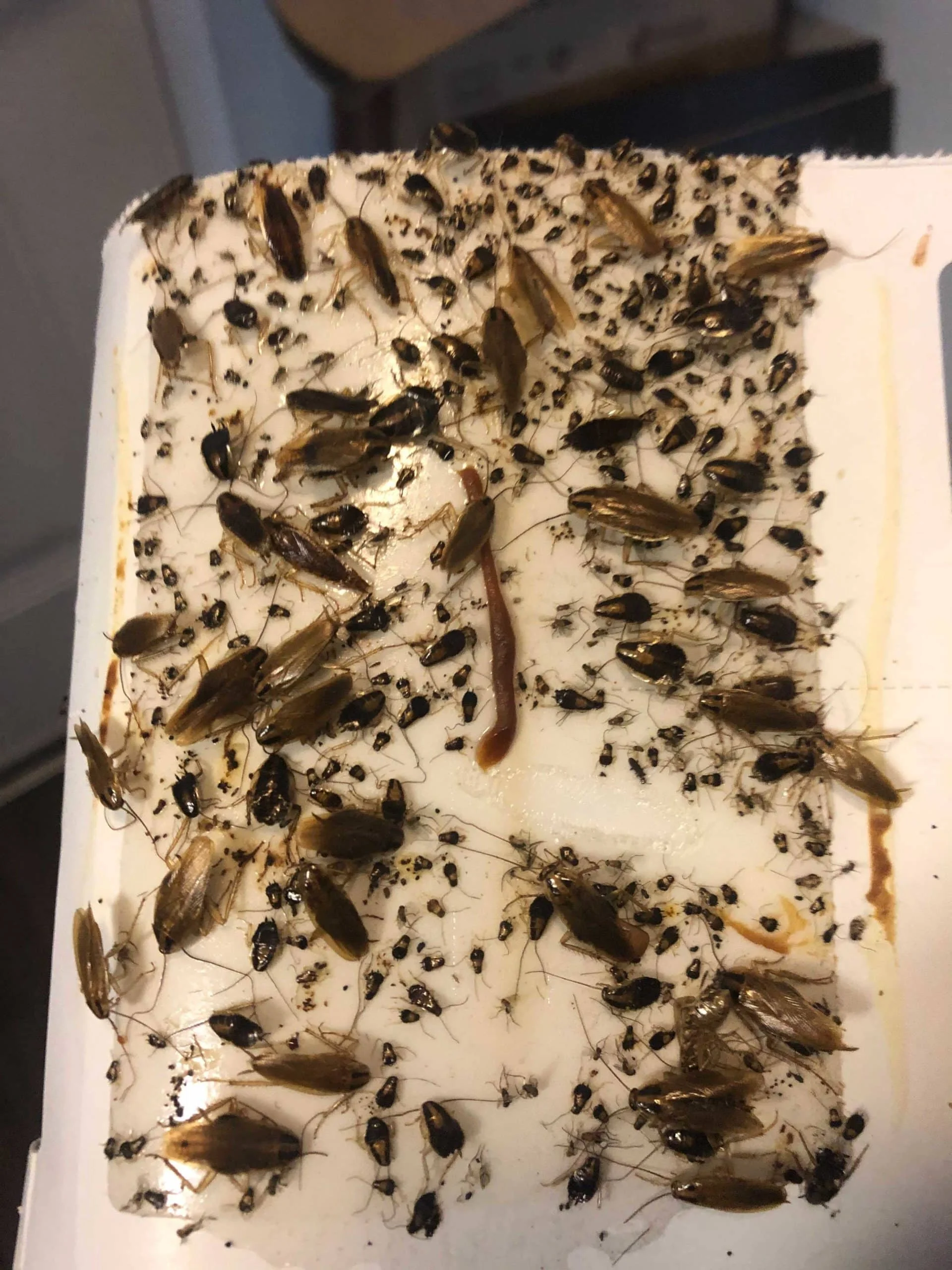 Cockroach aggregation behavior in kitchen cabinet