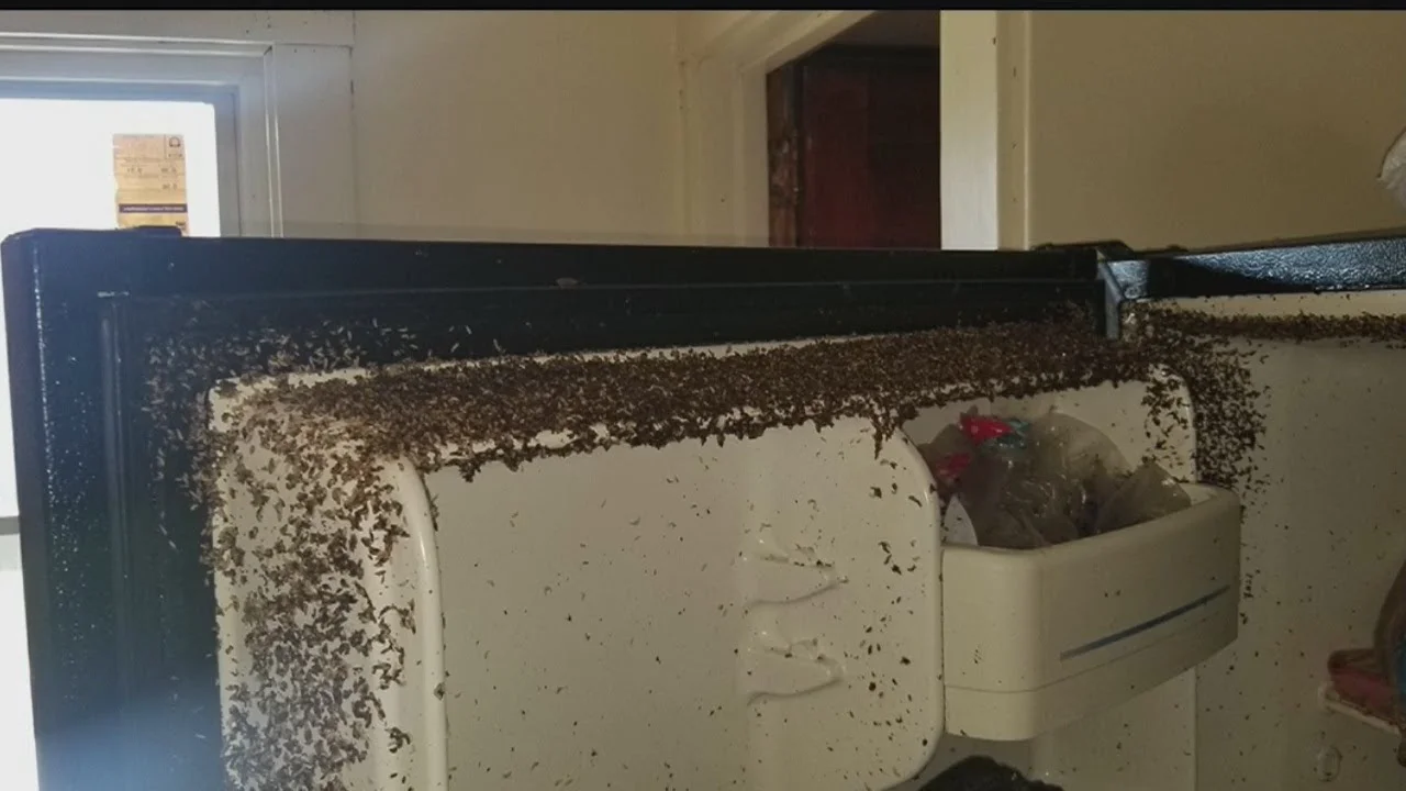 Cockroach droppings resembling coffee grounds or pepper