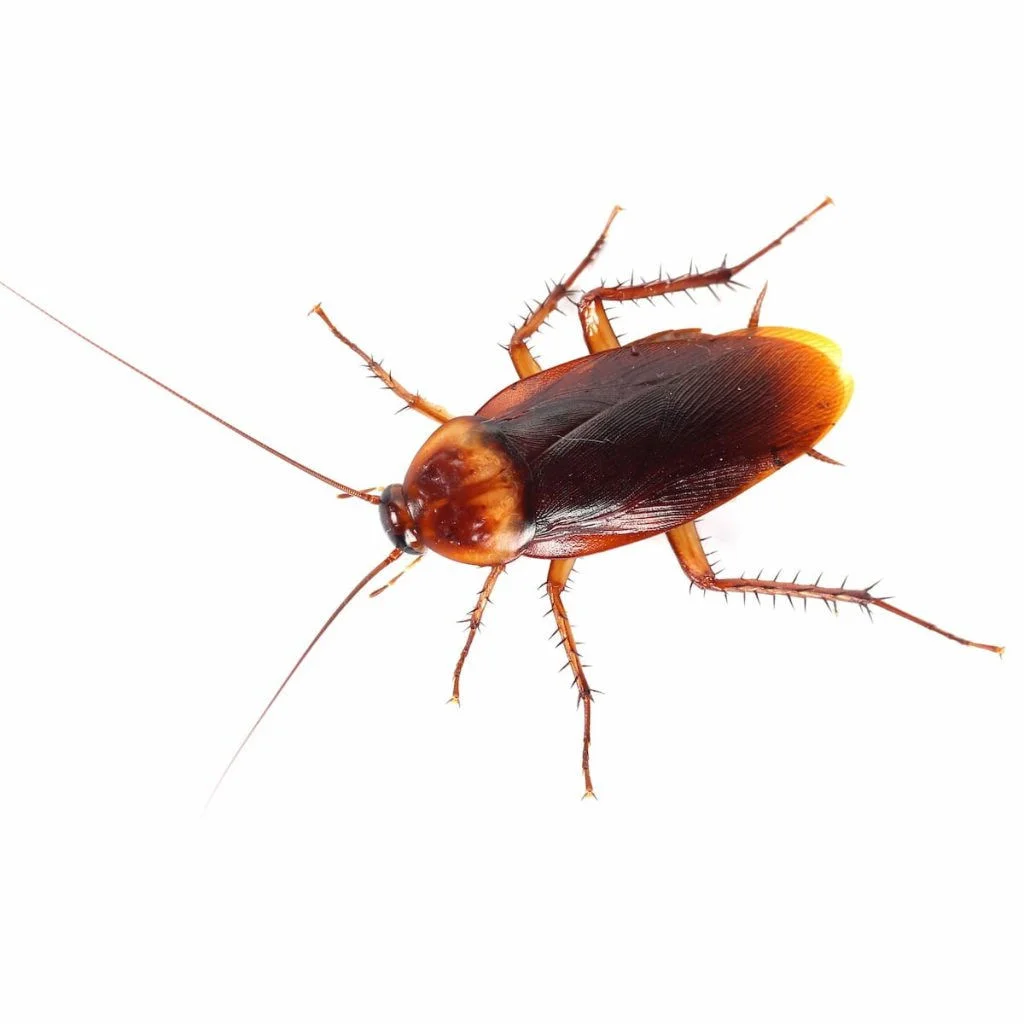 Cockroach treatment in Louisiana home