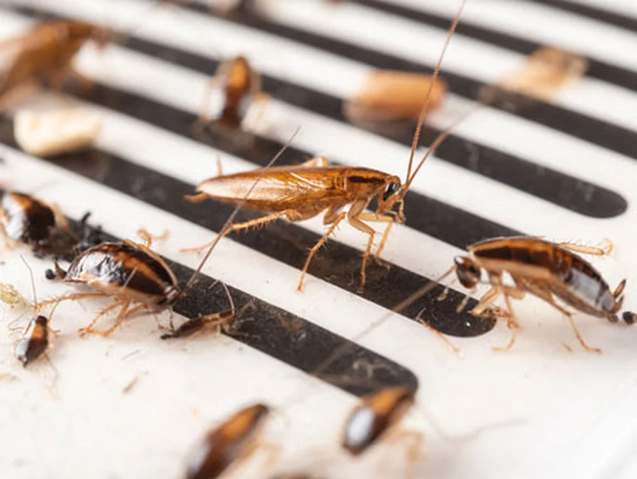 Cockroach treatment in Mississippi home