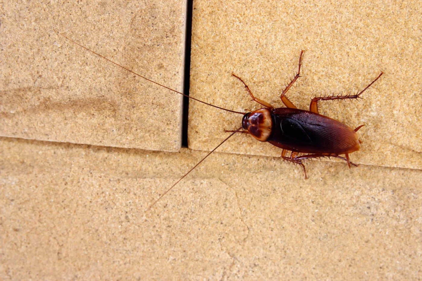 Roach pest control treatment in urban townhome