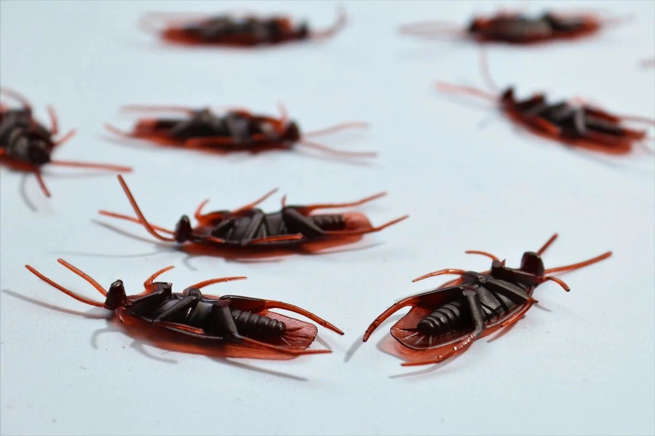 Roach pest control in transit corridor property