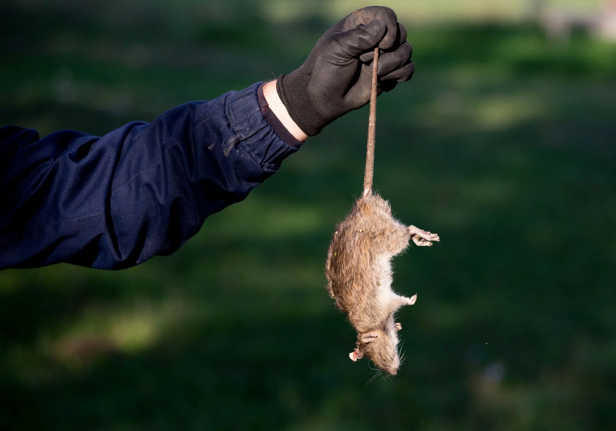 Rodent control in Georgia property