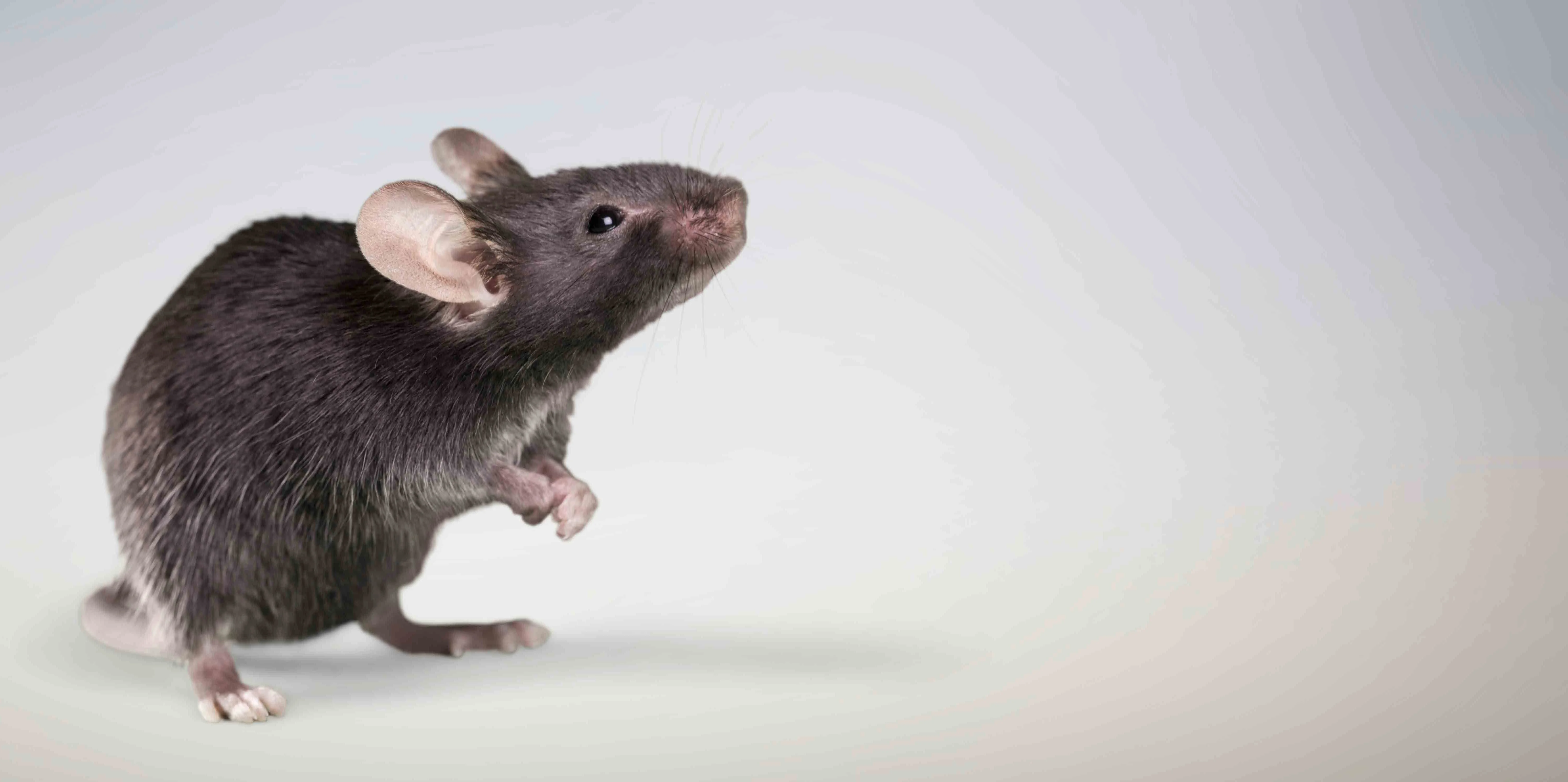 Rodent control in Alaska