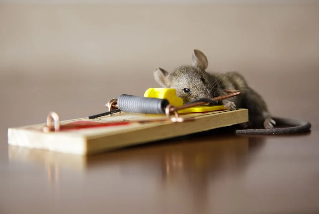 Roof rat in attic environment