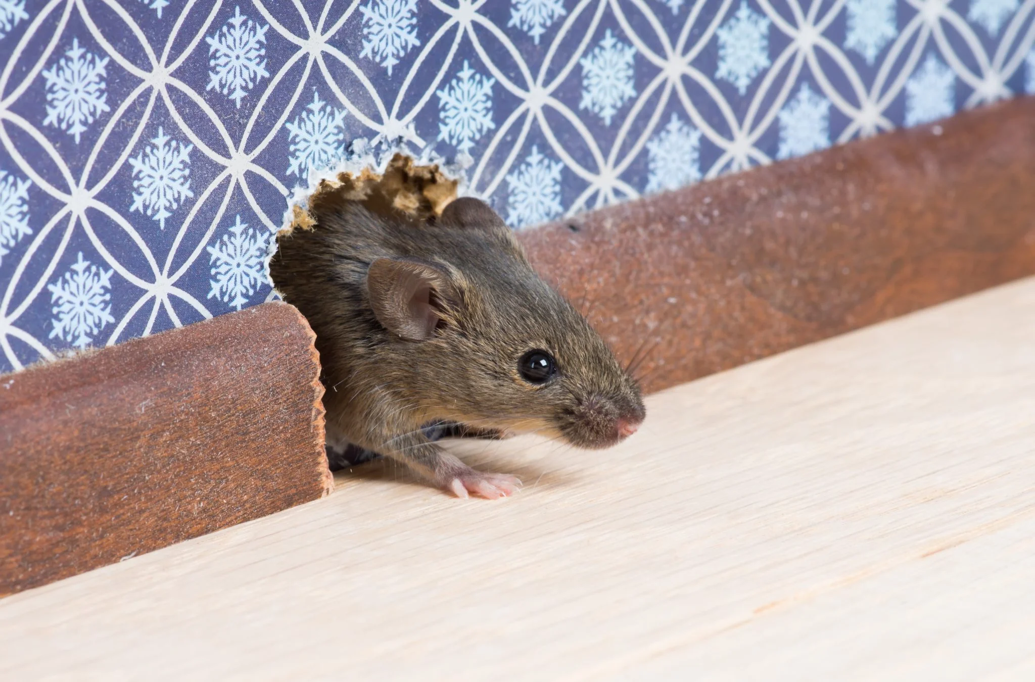 Rodent rub marks along baseboard