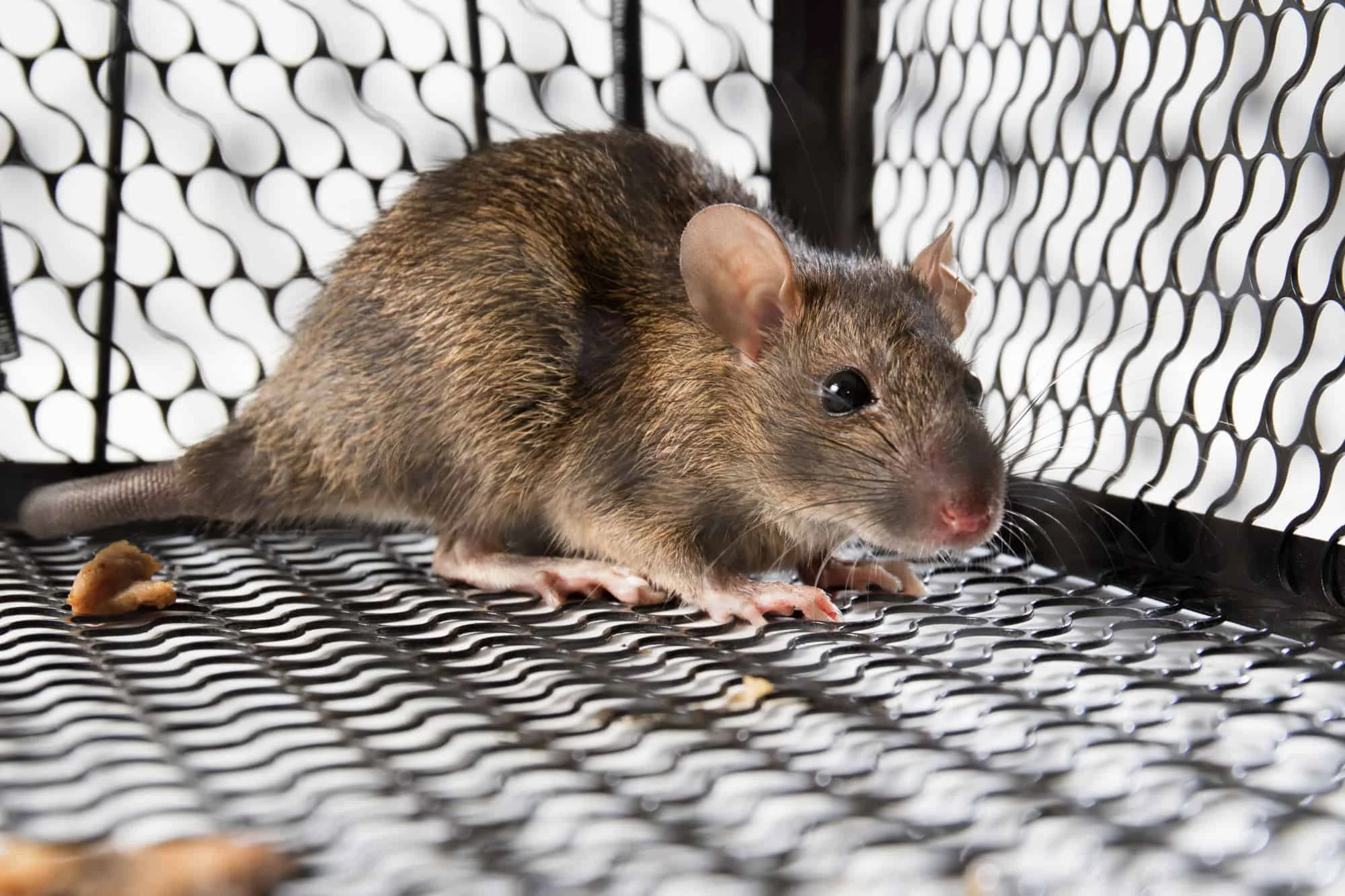Rodent control