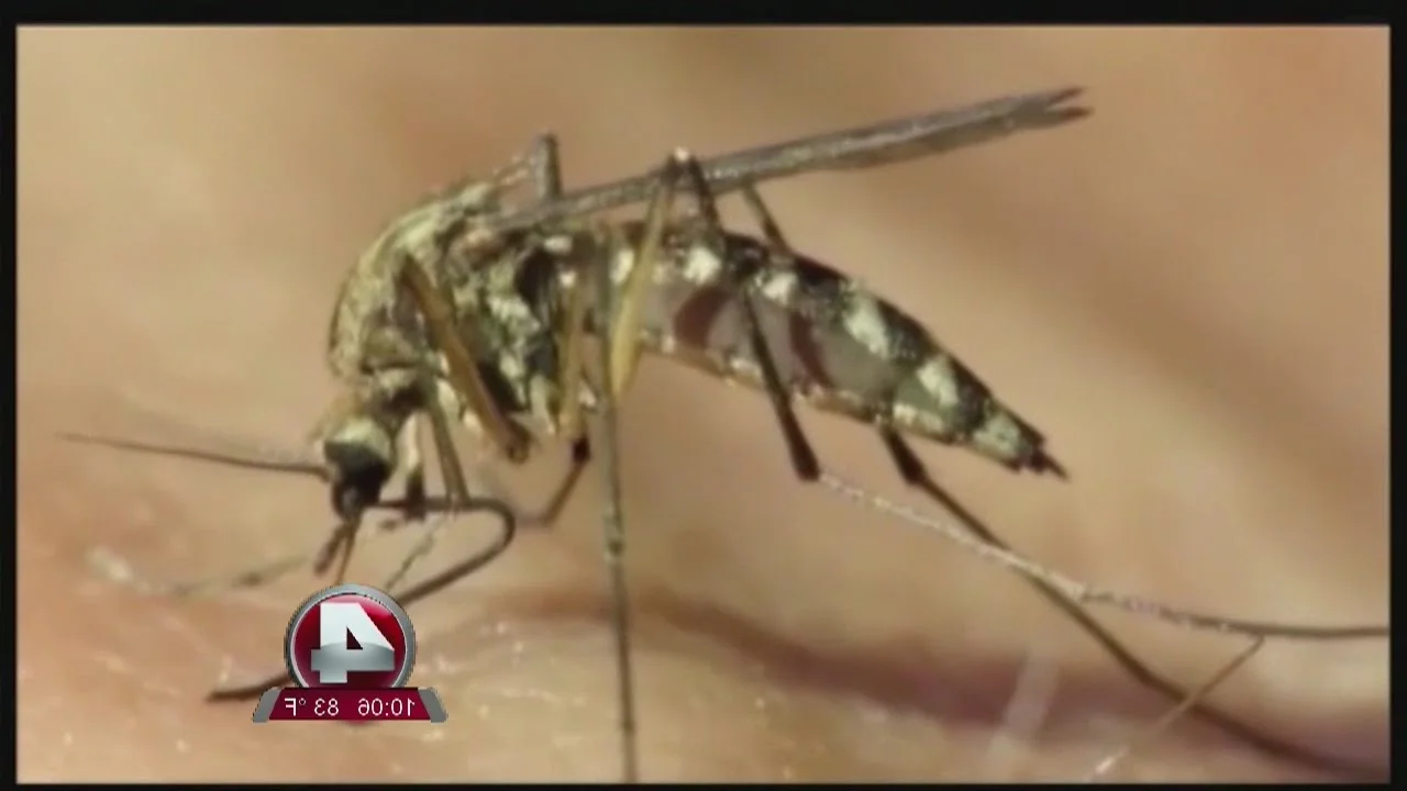 Mosquito life cycle stages in water