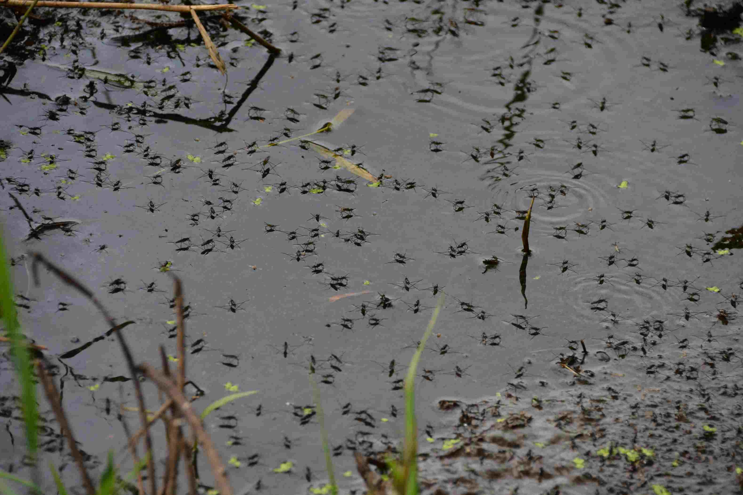 Removing standing water to prevent mosquito breeding