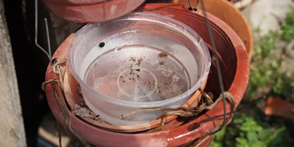 Mosquito breeding in standing water