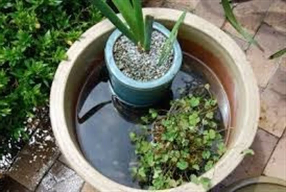 Eliminating standing water to prevent mosquito breeding
