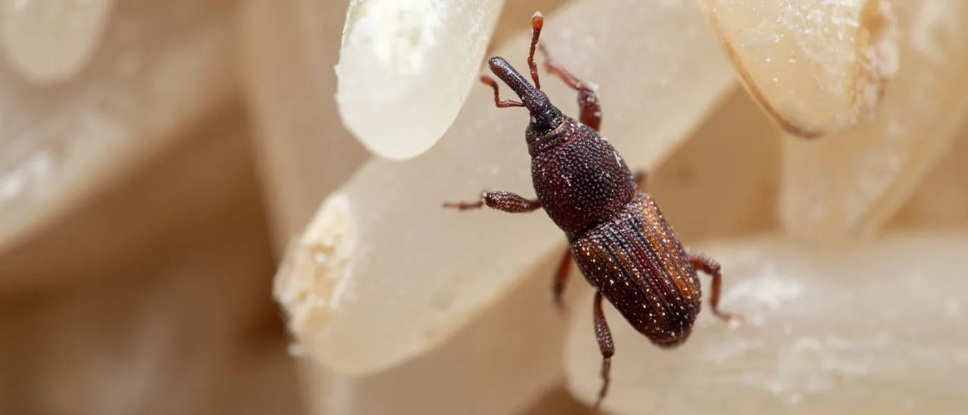 Historic building fabric pest damage assessment