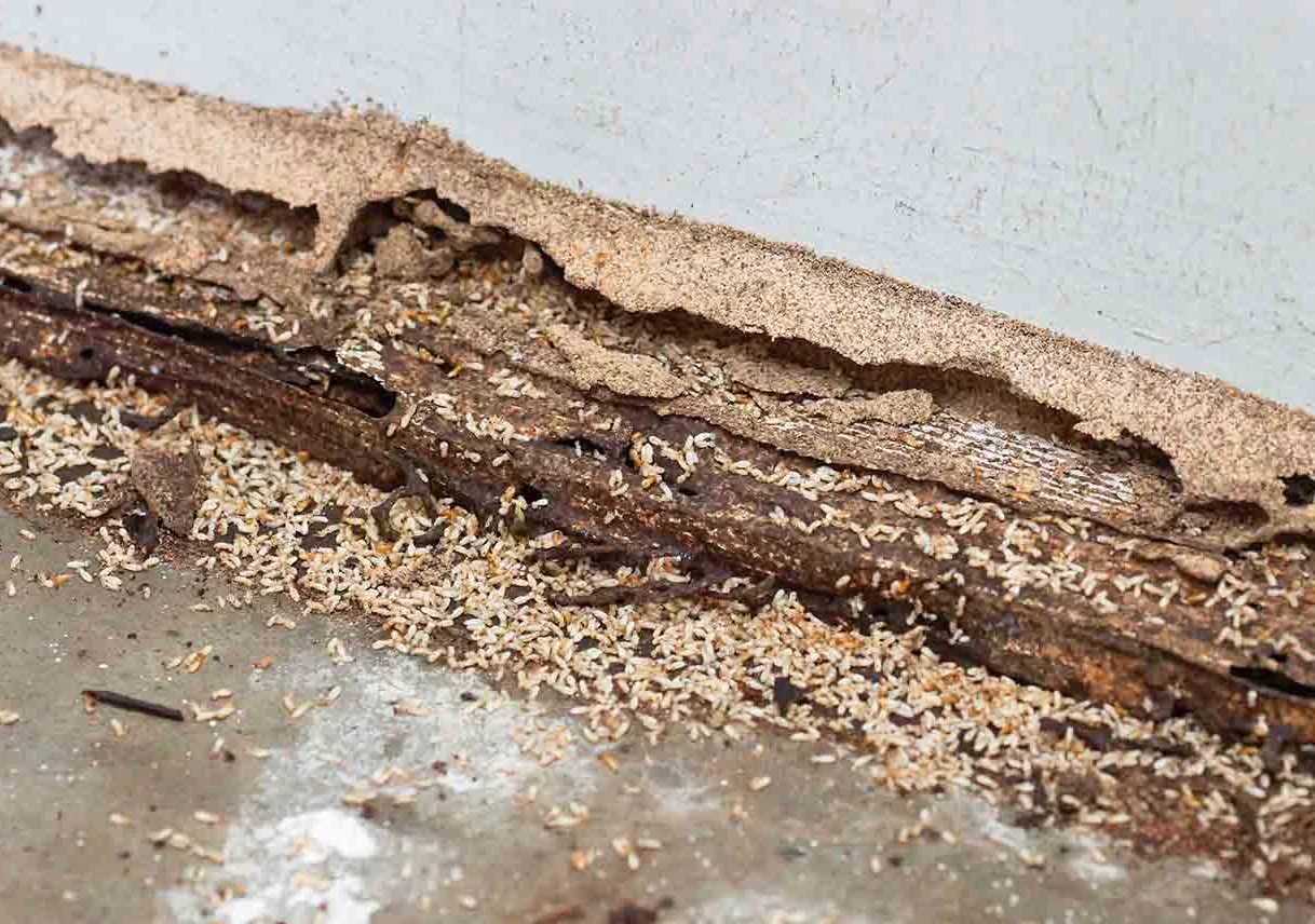Termite damage in structural wood