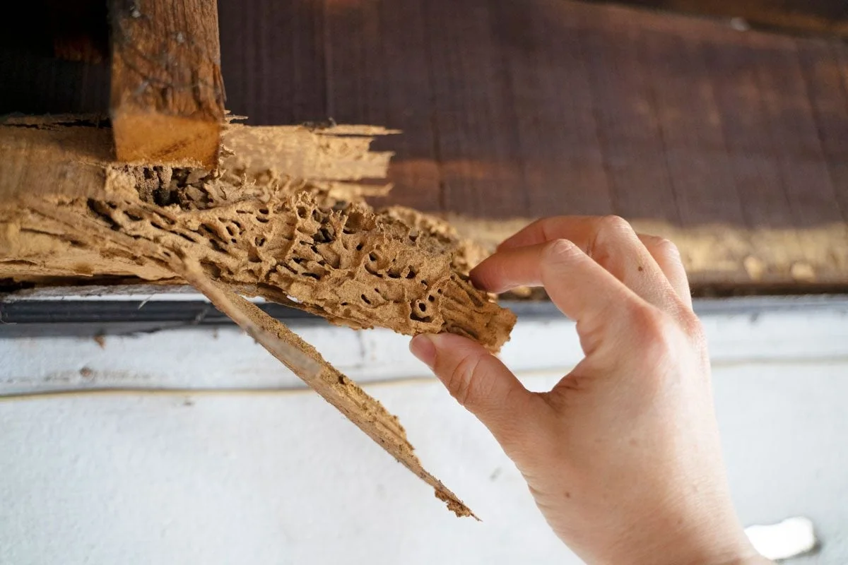 Drywood termite damage in wooden structure