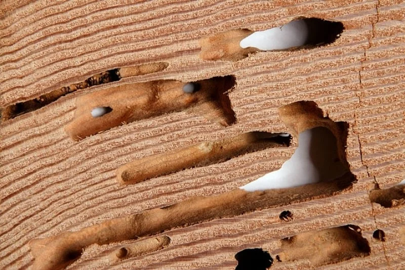 Severe wood damage caused by Formosan termites