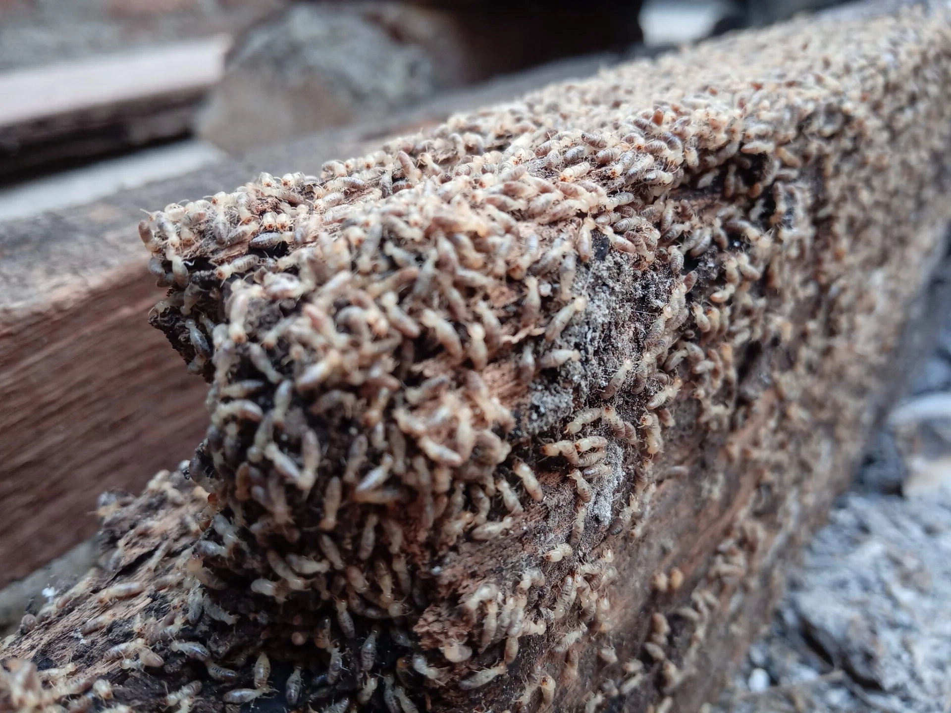 Cross-section of wood showing termite tunneling patterns