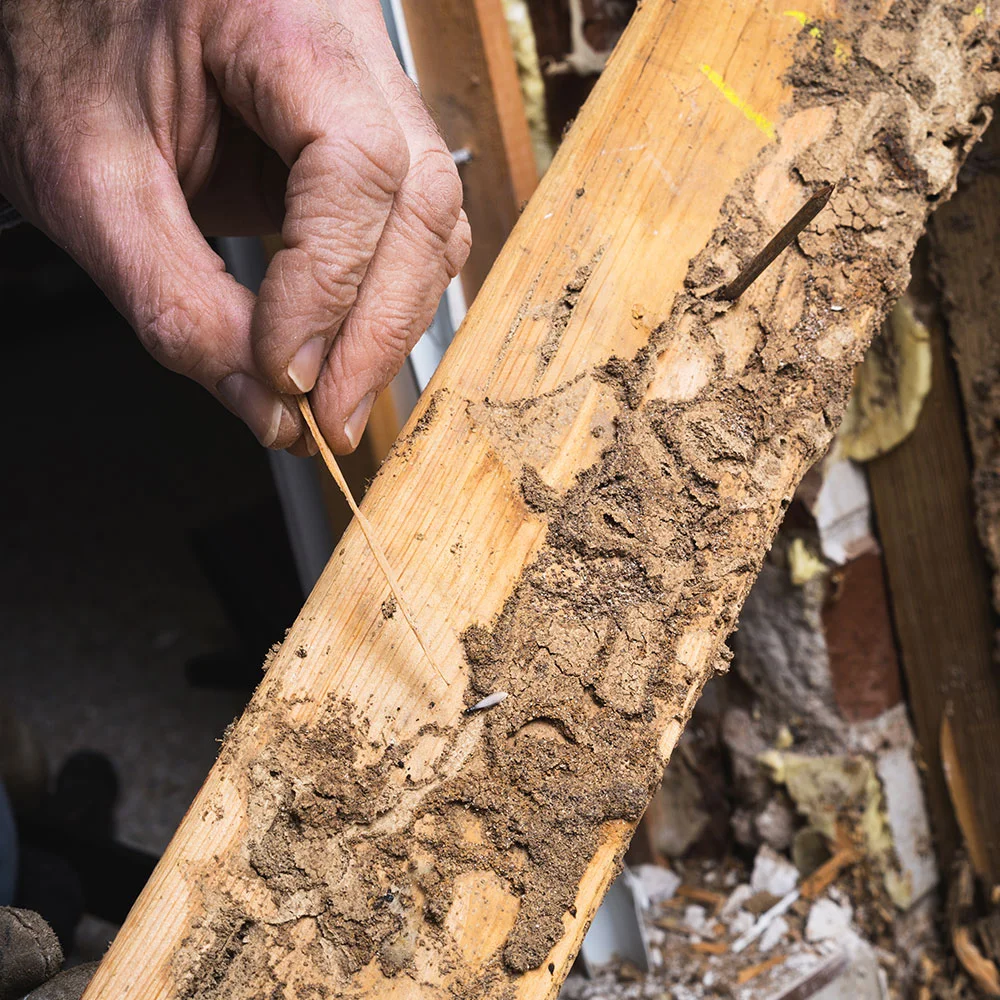 Termite inspection being performed
