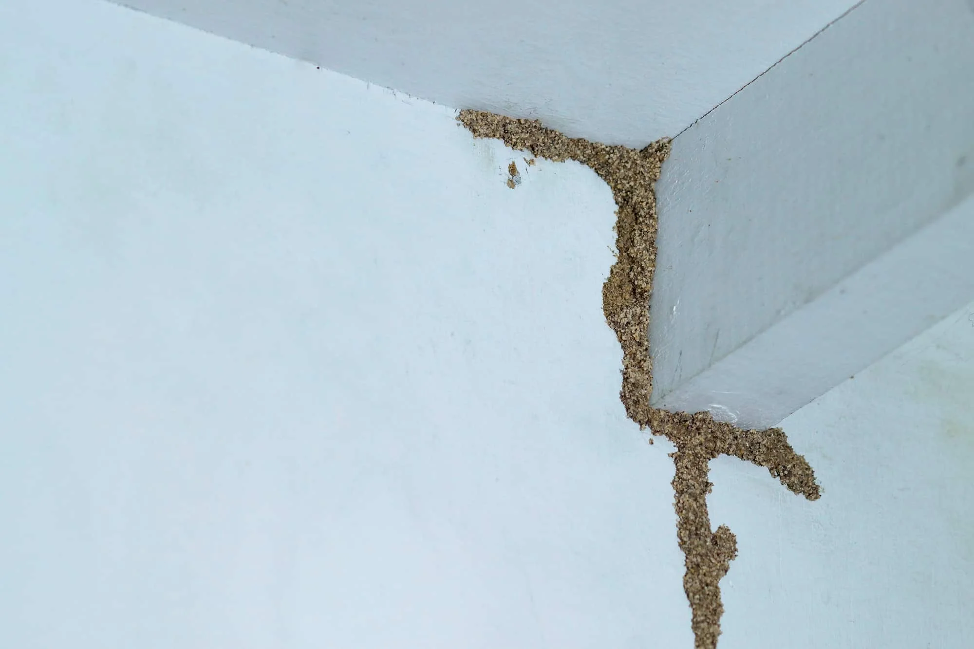 Termite inspection