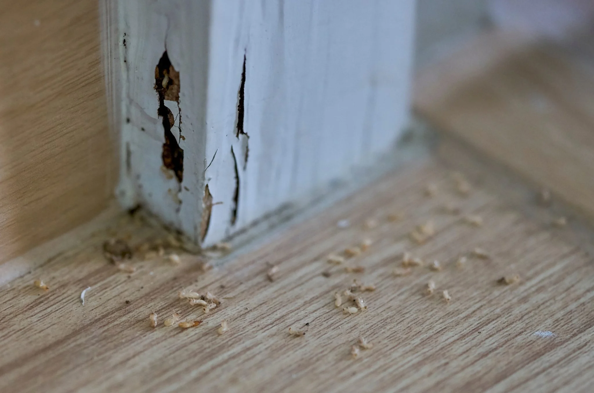Termite inspection being performed on wooden structure