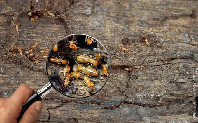 Termite inspection in New Jersey home