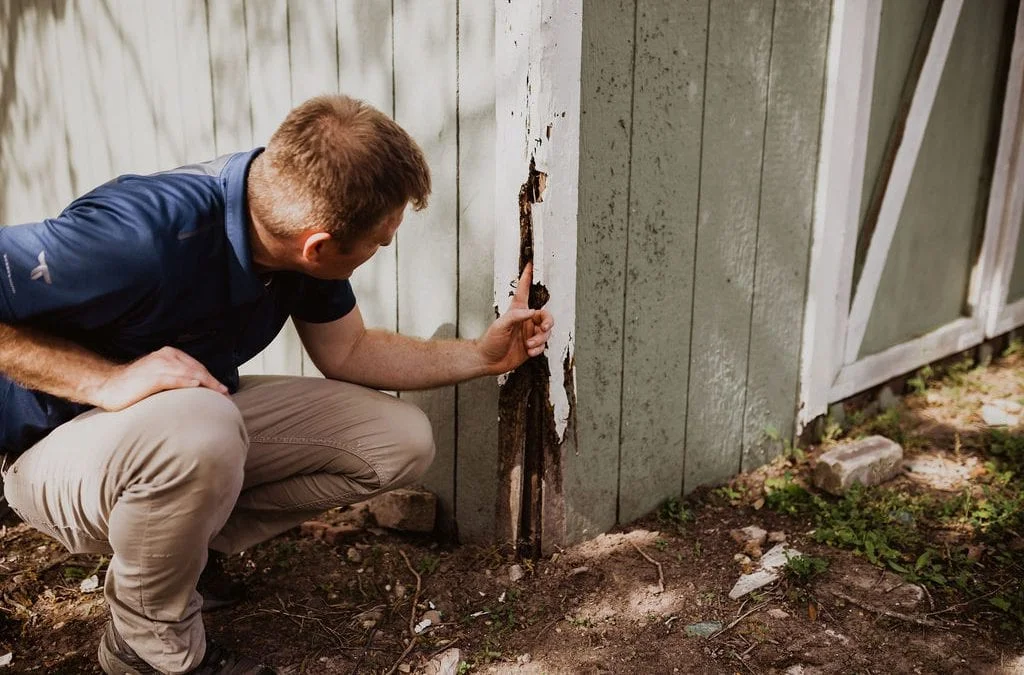 Termite inspection