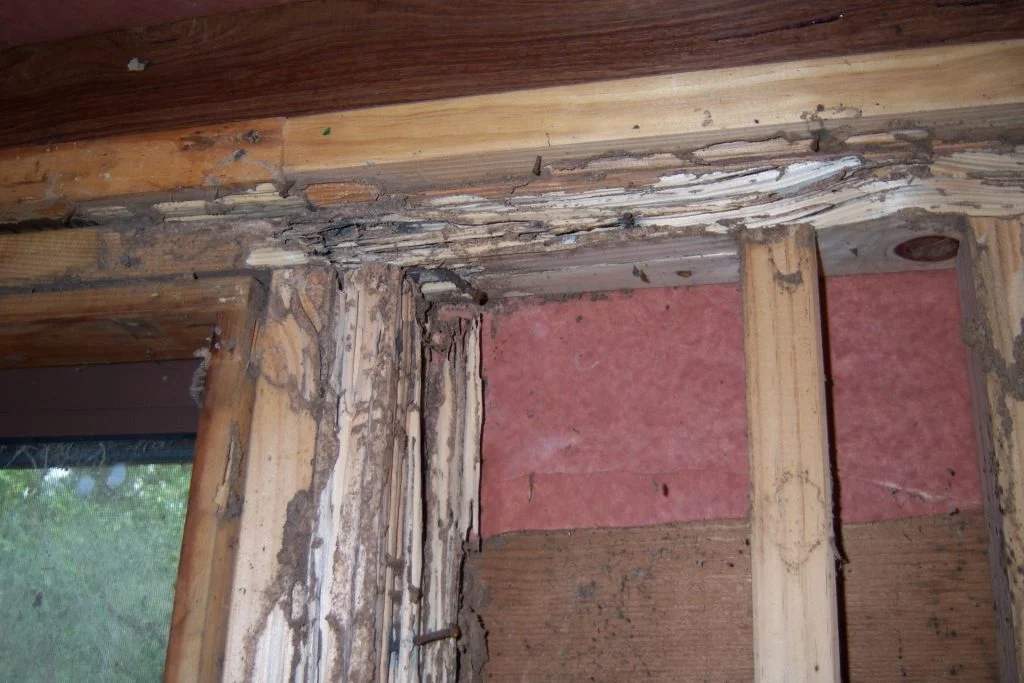 Professional termite inspection in heritage building