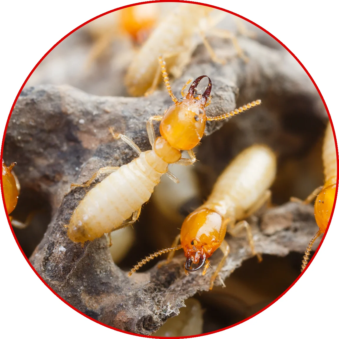 Termite inspection in Missouri home