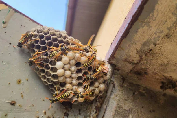 Professional yellow jacket nest removal and safety protection