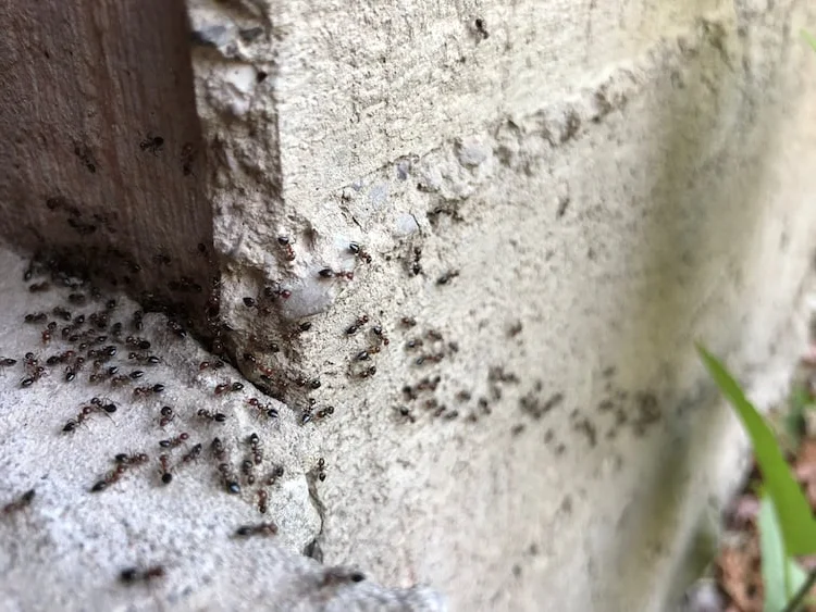Carpenter ant on wooden surface