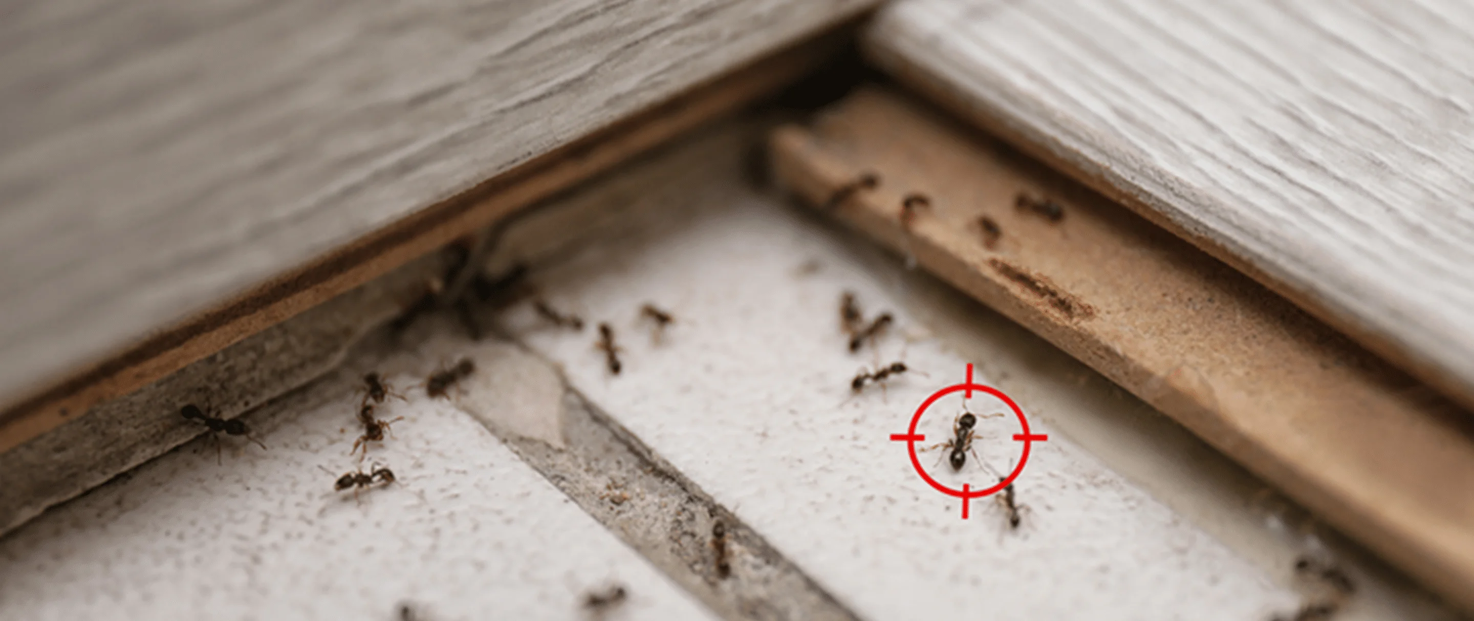 Ant colony structure with queen, workers and brood
