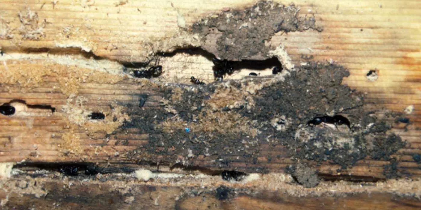 Ants contaminating food in kitchen