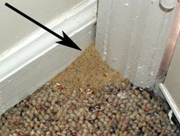 Carpenter ant damage in structural wood