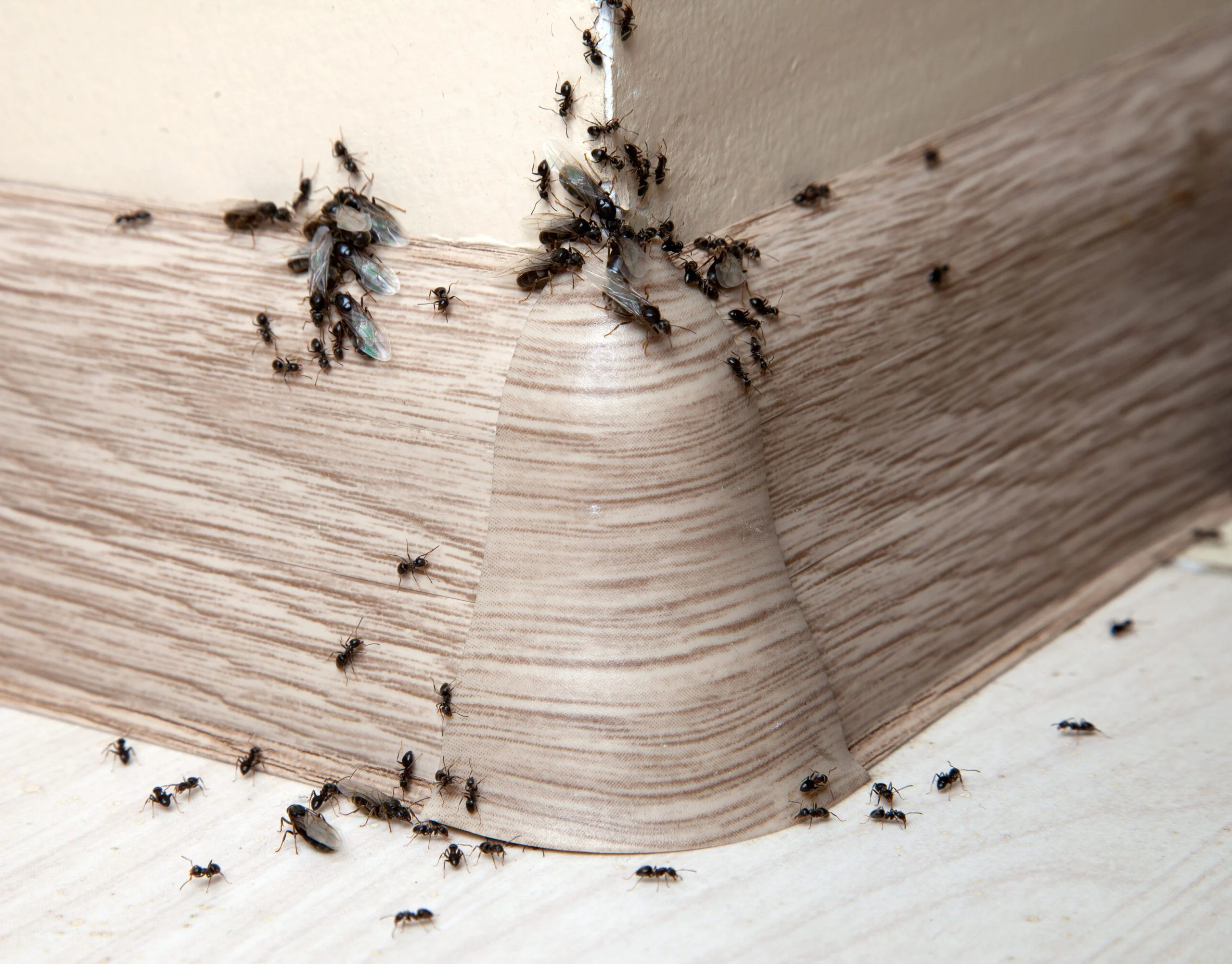 Ants following pheromone trail to food source