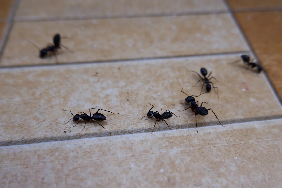 Professional inspecting for ant activity