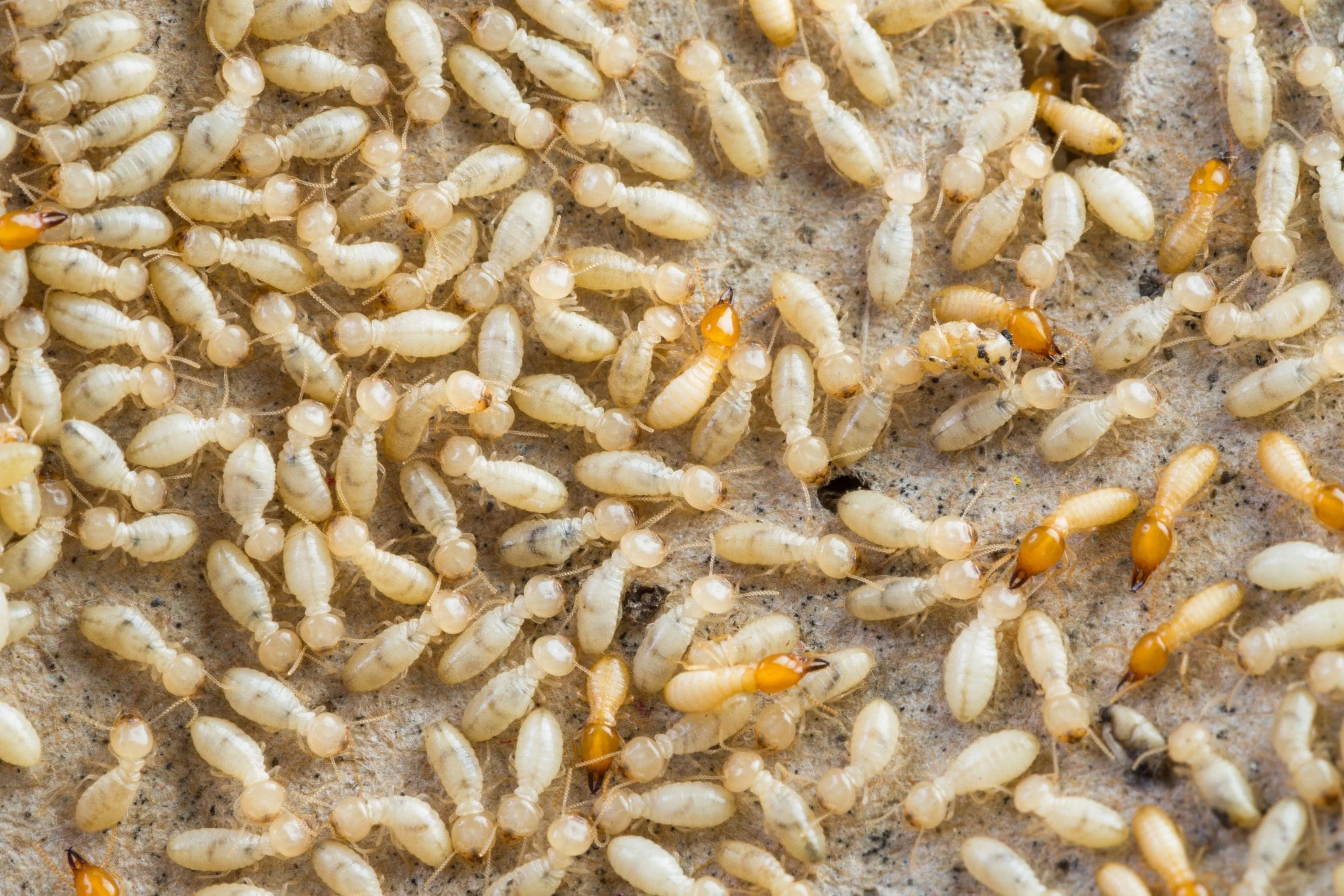 Proper food storage to prevent ant attraction