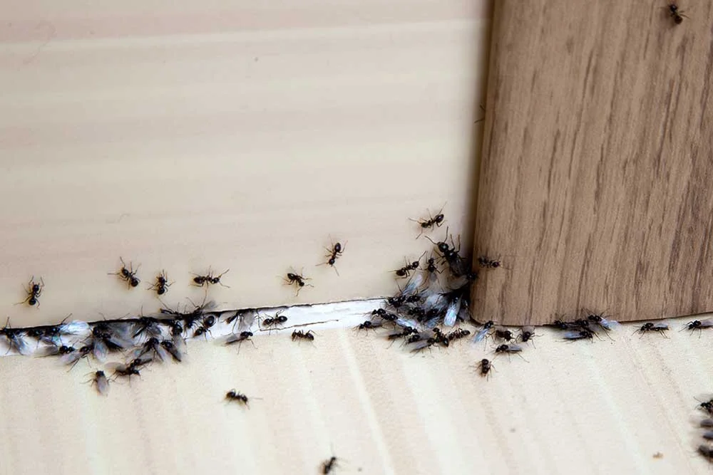Argentine ant trail along foundation