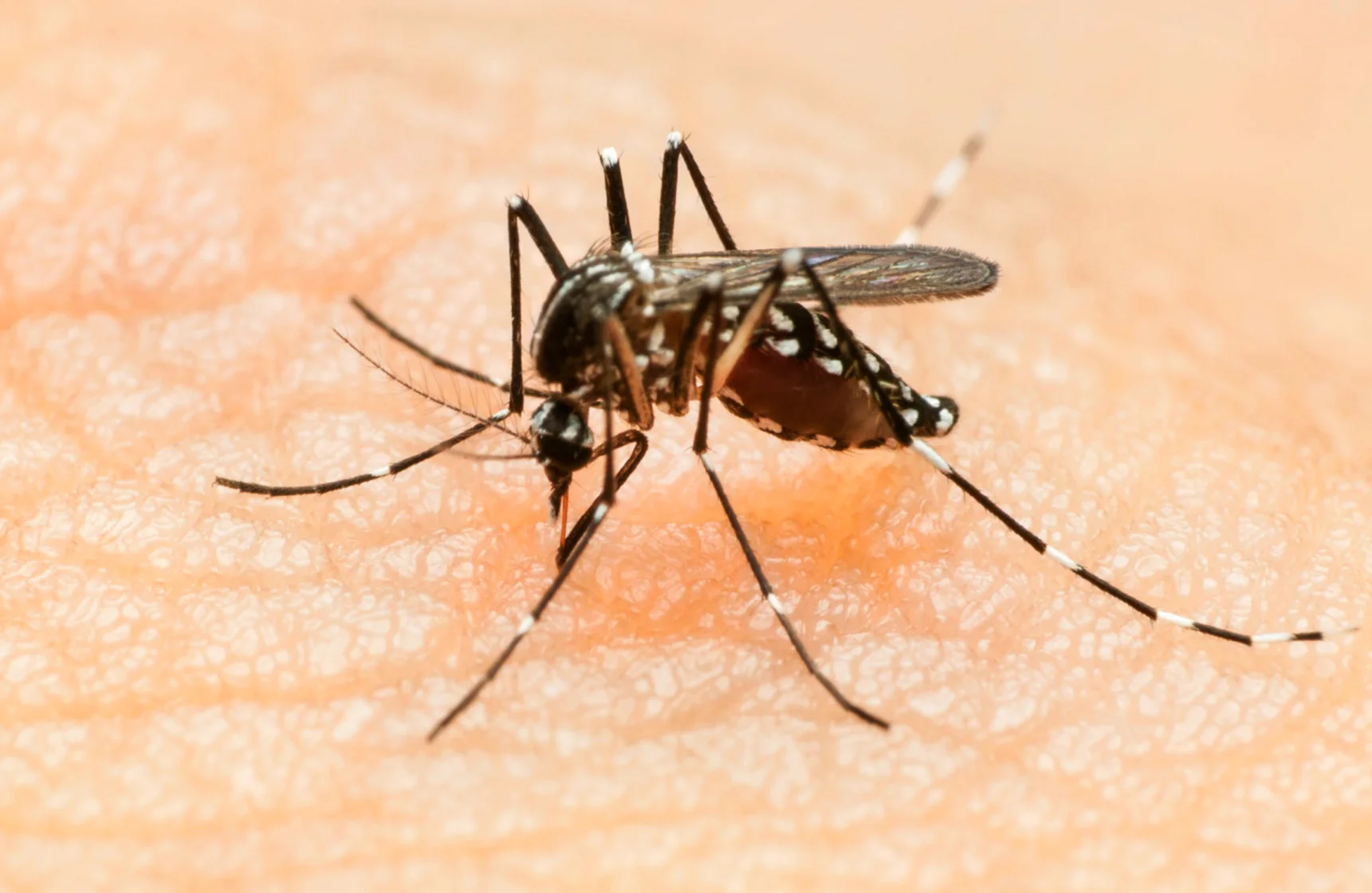 Mosquito control to prevent disease transmission