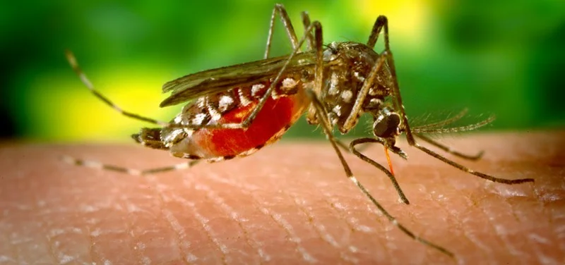 Healthcare education on tick-borne disease prevention and symptoms